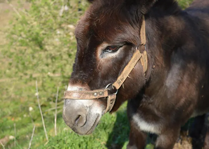 La Ferme - Proche Sarlat 펜션 Jayac
